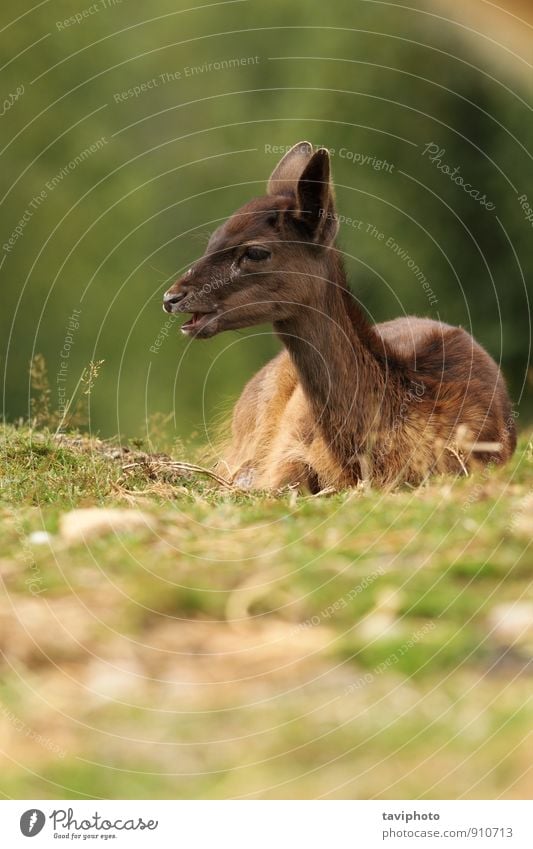 dark fallow deer calf Beautiful Face Hunting Baby Nature Landscape Animal Autumn Grass Park Forest Fur coat Dark Natural Cute Wild Brown Green young Deer