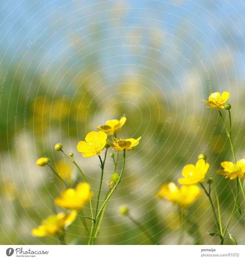 ranunculus acris Yellow Flower Blossom Grass Blade of grass Spring Summer Summery Fresh Background picture Juicy Flower meadow Meadow Green Crowfoot Buttercup