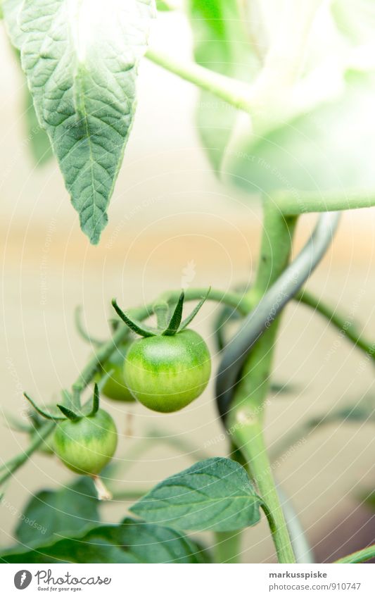 wax tomato Food Vegetable Tomato City life Town Urban gardening Nutrition Picnic Organic produce Vegetarian diet Diet Slow food Lifestyle Joy Living or residing