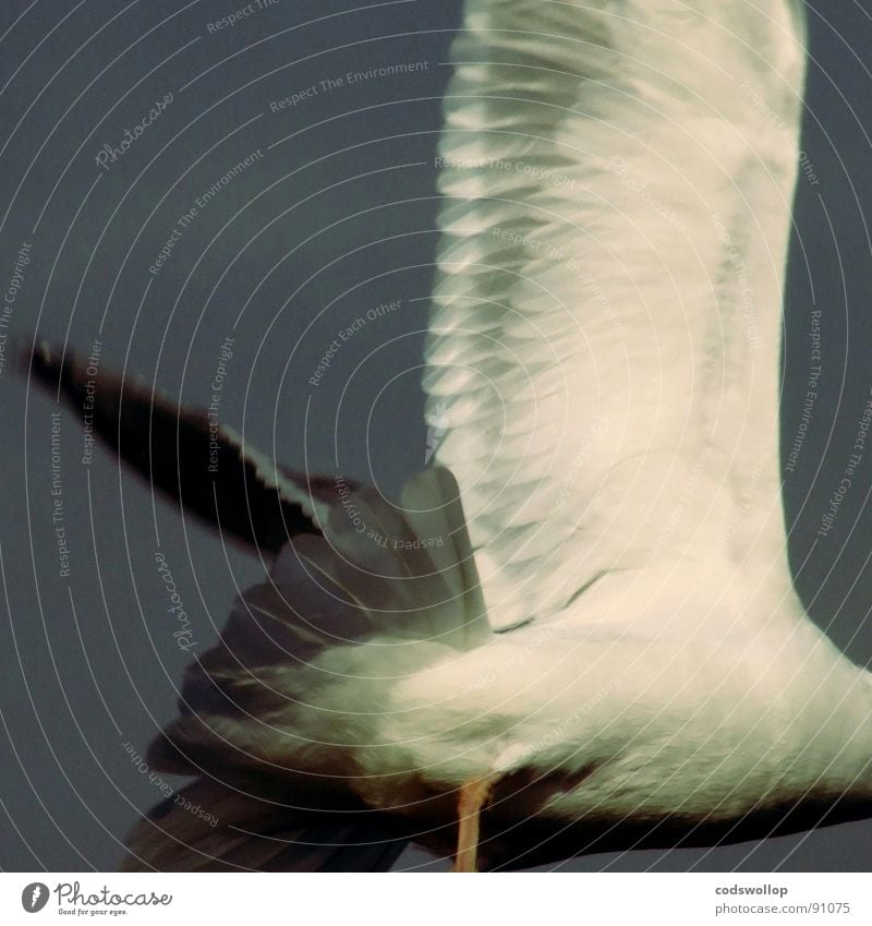 going gull Going Fear Panic Dangerous Bird fogel fly Flying Lanes & trails away cropped no head without head no feet without feet adjusted waited for