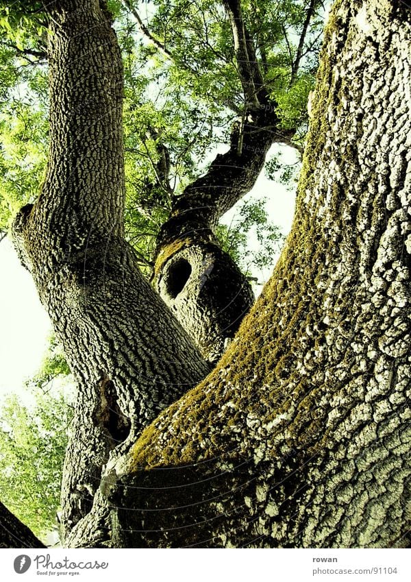 climbing tree Tree Tree bark Branchage Treetop Leaf Green Spring Climbing tree Stability Strong Wood Rustling Wisdom Large Massive Power Force Trust foliage