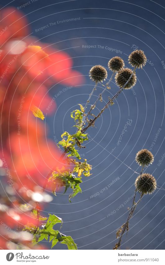 floral composition Plant Sunlight Autumn Flower Thistle Garden Sphere Illuminate Growth Wild Blue Green Red Colour Joy Nature Senses Environment Contentment