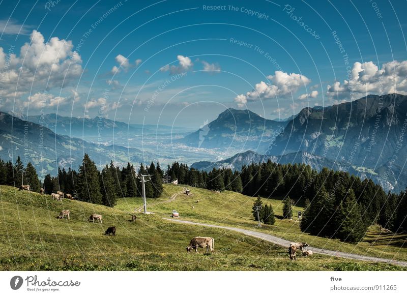 St. Gallen Rhine Valley II Environment Nature Landscape Plant Animal Earth Sky Clouds Tree Meadow Field Forest Hill Rock Alps Mountain Peak Cow Group of animals