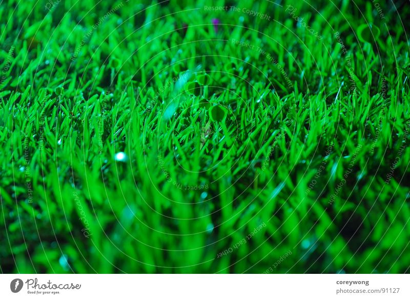 fresh, grass, green Bitter grass at night long exposure black wet humid back light morning energetic