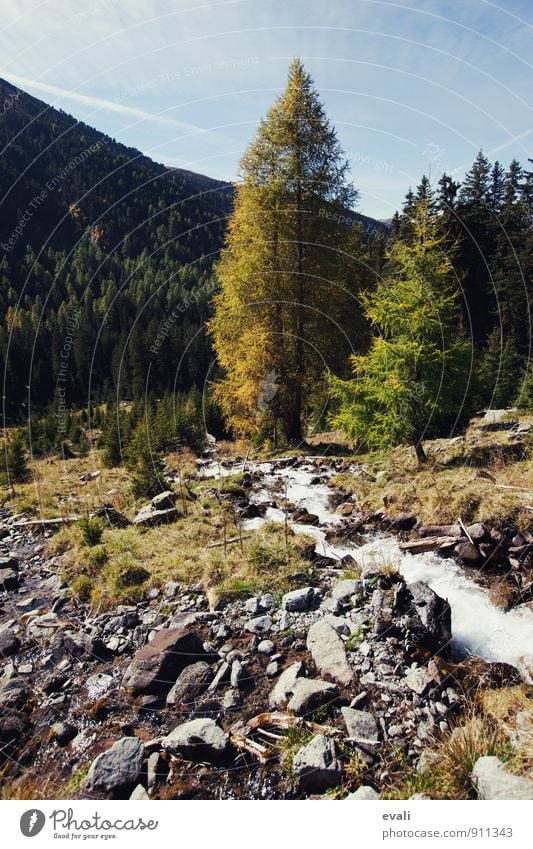 Autumn in the mountains Nature Landscape Beautiful weather Tree Forest Mountain Brook Yellow Autumnal landscape Autumnal colours Early fall Autumnal weather