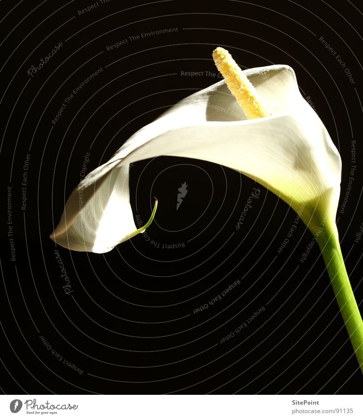 Calla in the light Flower White Light Black Blossom Garden Park