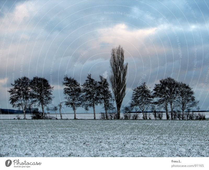 Winter day Degersen Calm Snow Clouds Bad weather Tree Bushes Field Forest Lanes & trails Cold Loneliness Poplar Clump of trees Boundary marking Home country