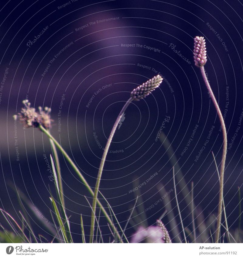 "**,I,,I,. Meadow Flower meadow Blossoming Plant Growth Macro (Extreme close-up) Sprinkle Spring Summer Violet Green Bouquet Bee Spring fever Beautiful Delicate