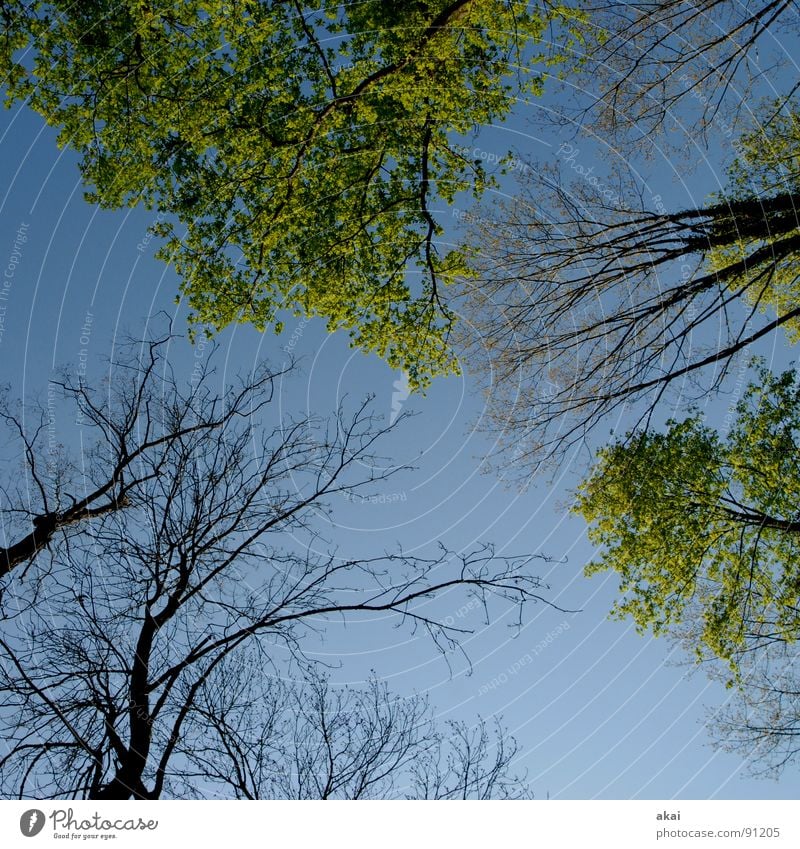 Heaven on earth 15 Sky Coniferous trees Forest Sky blue Geometry Deciduous tree Perspective Coniferous forest Deciduous forest Glade Paradise Clearing Calm