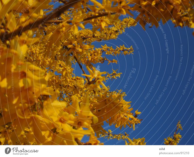 yellow meets blue Yellow Blue-yellow Extra Plant Flower Blossom Summer Spring Spring fever Background picture Colour Nature Contrast Sky Upward