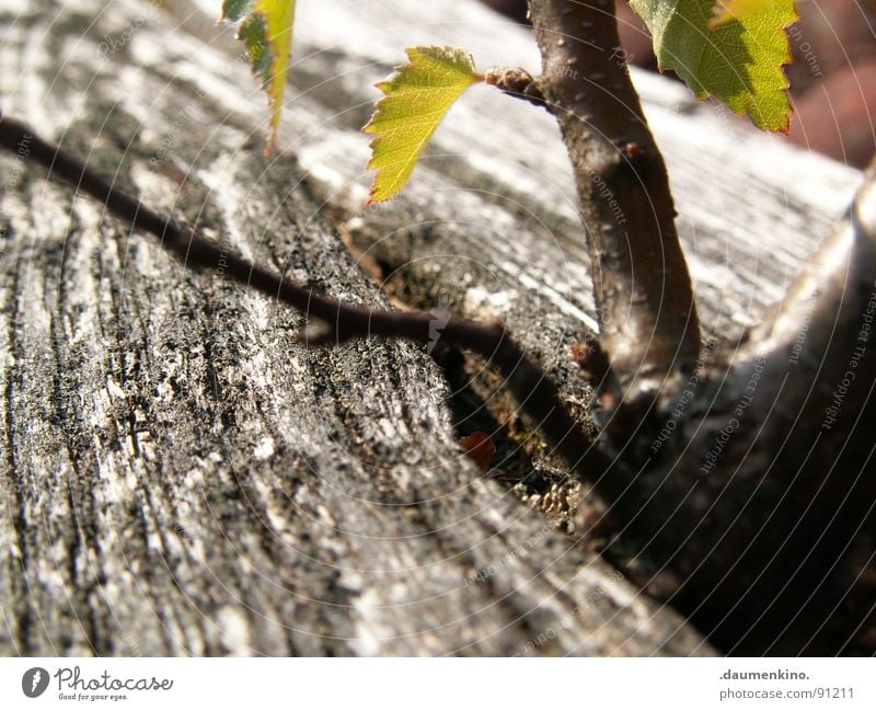 cross-border commuters Tree Wood Leaf Roof Green Tree bark Desire Ambitious Obstinate Macro (Extreme close-up) Close-up Power Force brick Root Exotic