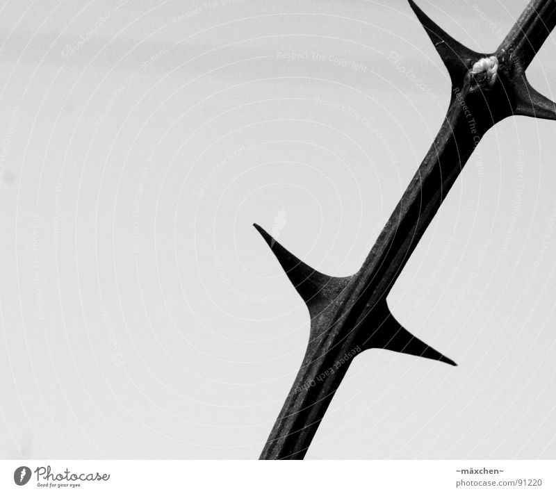 mandrel Thorn Bushes Dangerous Defensive Black & white photo bush Point Blood Pain defence self-protection Macro (Extreme close-up) ouch spiky peaky sharp