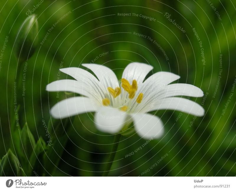 White Star of the Forest Green Yellow Blossom Macro (Extreme close-up) Close-up Spring kidney Star (Symbol) Pollen