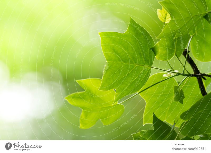 Tulip Tree - Liriodendron Tulipifera tulip tree Liriodendron tulipifera Deciduous tree Leaf Spring Summer Branch Twig Green Blur Nature Natural Plant Forest