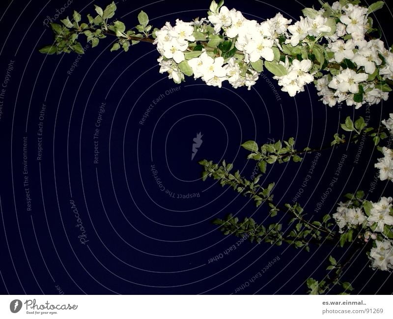 Great lighting conditions. Tree Blossom Dark Sleep Green White Black Plant Park Beautiful Garden