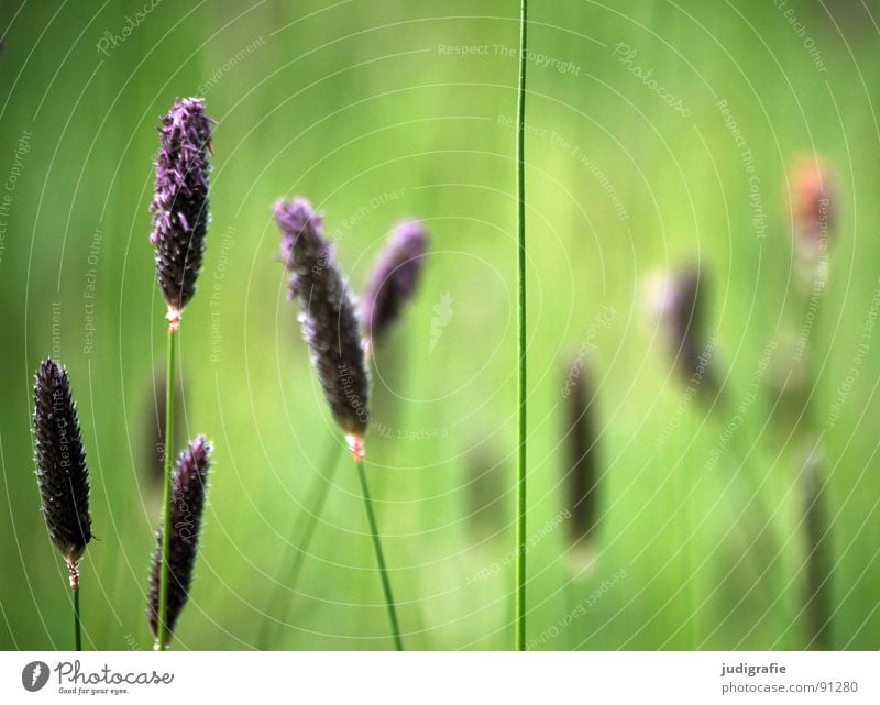 grass Grass Green Violet Stalk Blade of grass Ear of corn Glittering Beautiful Soft Hissing Meadow Delicate Flexible Sensitive Pennate Summer Peace Blue Pollen