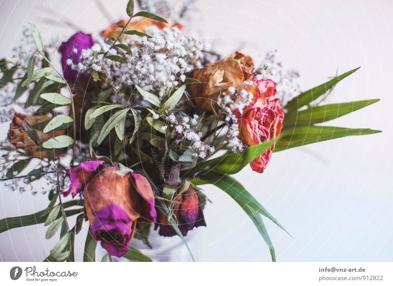 flower Plant Flower Leaf Blossom To dry up Limp Bouquet Rose leaves Gift Colour photo Interior shot Close-up Deserted Copy Space right