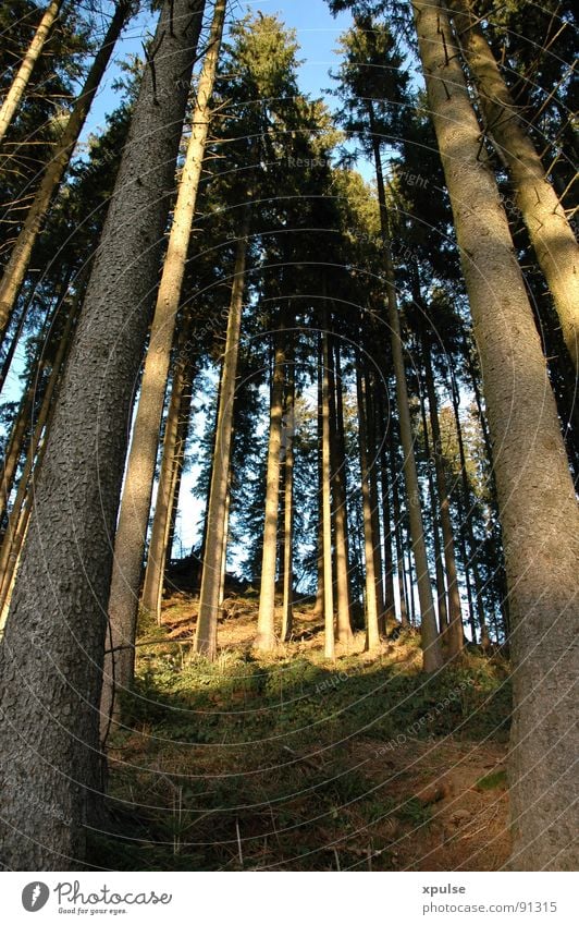 celestial fir trees Forest Tree Evening sun Blue-green Juicy Undergrowth Deer Roe deer Wilderness Friendliness Contentment Wood Coniferous trees Spruce Fir tree