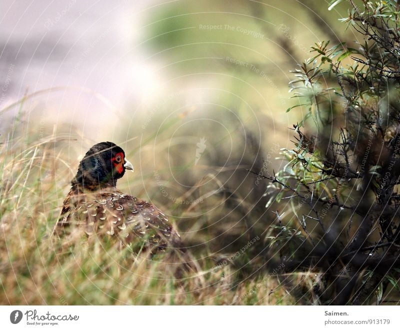 mmmmh... I thought there was something red... Environment Nature Landscape Plant Animal Meadow Forest Wild animal Bird 1 Looking Esthetic Natural Green Pheasant