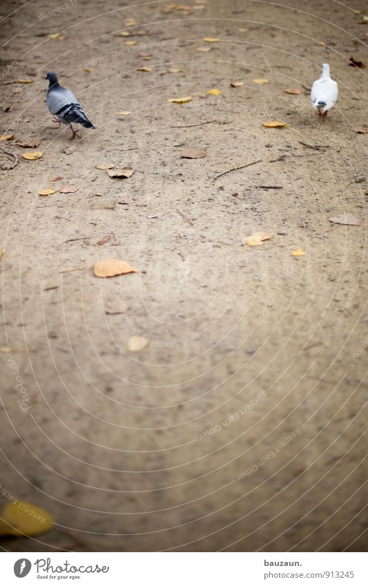 separated. Nature Earth Sand Leaf Garden Park Pedestrian Lanes & trails Animal Bird Pigeon 2 Pair of animals Going Walking Gray White Brave Sadness Grief