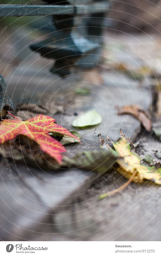 on the ground. Trip Garden Thanksgiving Nature Landscape Plant Earth Autumn Tree Leaf Park Street Lanes & trails Metal To fall To dry up Grief Death