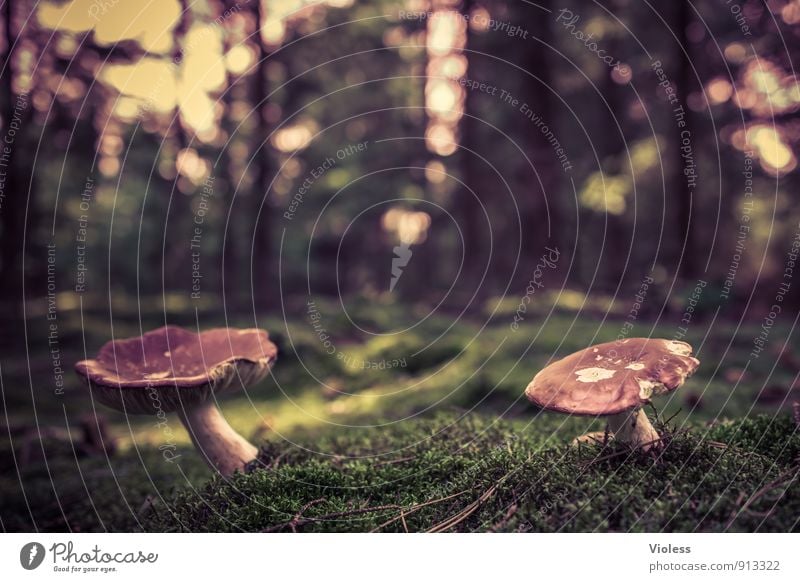 in twos ... Nature Landscape Moss Forest Soft Green Mushroom Mushroom cap Amanita mushroom Woodground Close-up Blur Shallow depth of field Worm's-eye view