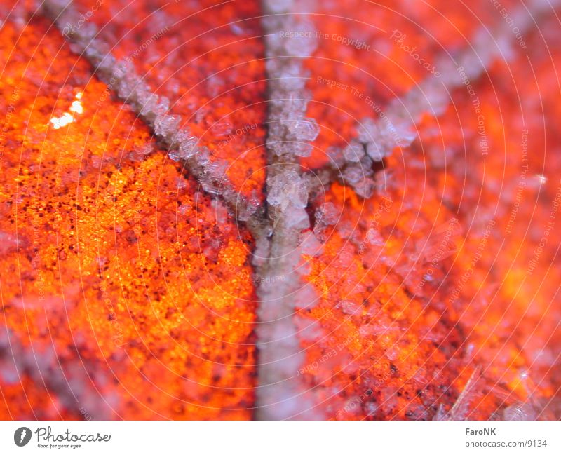 foliage Leaf Red Autumn