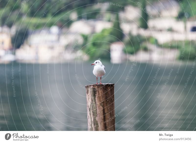 Seagull at the lake Vacation & Travel Tourism Trip Summer Summer vacation Closing time Nature Water Beautiful weather Fishing village Navigation Bird 1 Animal