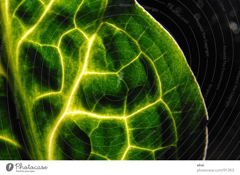 Sheet 2 Plant Virgin forest South America Wilderness Green Botany Part of the plant Creeper Verdant Environment Bushes Cuckoo pint Back-light Leaf Long exposure