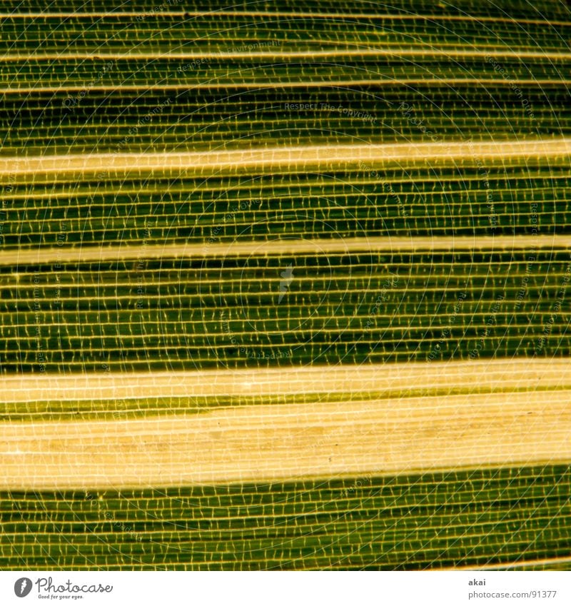 bamboo Ground cover plant Virgin forest Bamboo pole Bamboo stick Macro (Extreme close-up) Asia Close-up Garden-Forest-Plant tough bamboo plants