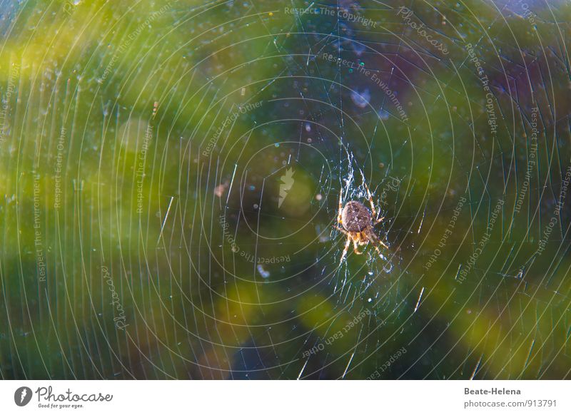 Fuck up at the construction site? Nature Animal Spider Cross spider Work and employment Movement Catch To hold on Living or residing Brown Green Power Passion