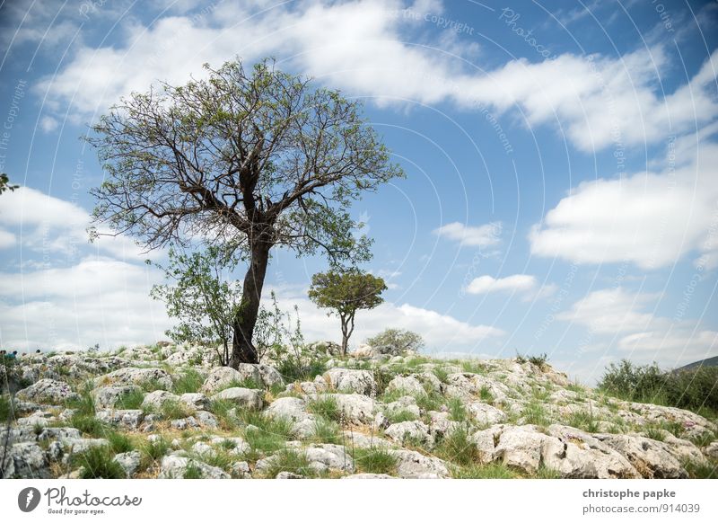 The centuries will endure Vacation & Travel Trip Summer Summer vacation Environment Nature Landscape Sky Clouds Plant Tree Blossoming Growth Old Historic