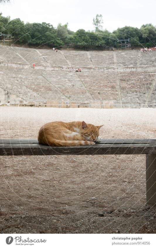 Beastly left by the whole theatre Architecture Epydaurus Greece Manmade structures Tourist Attraction Landmark Animal Pet Cat 1 Relaxation Sleep Historic Cute