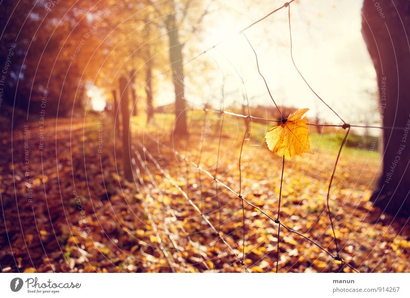 ray of hope Nature Sun Autumn Beautiful weather Leaf Autumnal Deciduous tree Autumn leaves Autumnal weather Autumnal colours Park Forest Natural Warmth Optimism