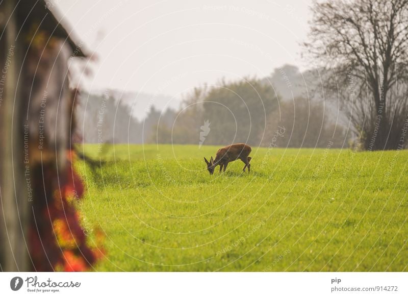 renaturation Environment Nature Landscape Grass Meadow Field Forest Animal Wild animal Roe deer 1 Eating Safety (feeling of) Red deer To feed Horizon Timidity