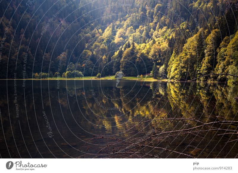 lake Nature Landscape Summer Weather Beautiful weather Forest Mountain Lakeside Exceptional Dark Vacation & Travel Black Forest Autumnal Calm Beam of light