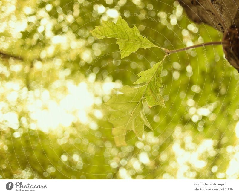 Two among many Nature Plant Summer Beautiful weather Tree Leaf Forest Glittering Simple Free Friendliness Bright Natural Above Positive Yellow Green