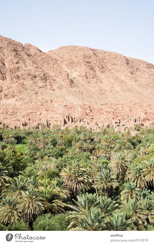 Oasis Nature Landscape Sand Cloudless sky Beautiful weather Tree Morocco Tourism Vacation & Travel Palm tree Desert Mountain kasbah Warmth Near and Middle East