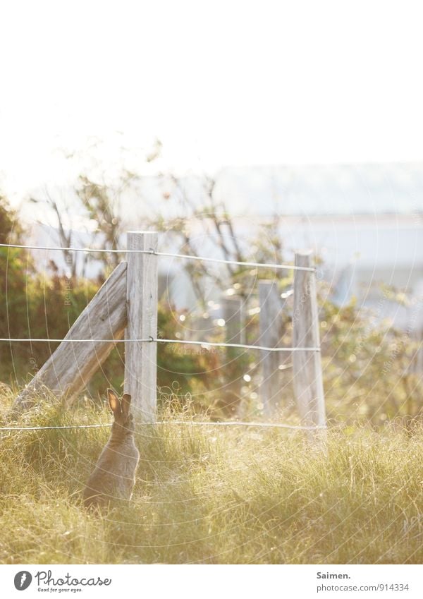 Fable of the Rabbit and the Post Part II Environment Nature Animal Meadow Wild animal 1 Sit Discover Hare & Rabbit & Bunny Fence Fence post Pole Hare ears