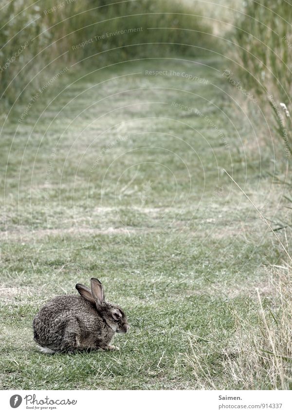 hare and hare and hare Environment Nature Meadow Field Animal Wild animal 1 Sit Hare & Rabbit & Bunny Green Ear Cozy Comfortless Individual Loneliness Sadness