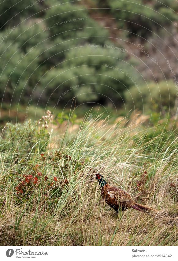 Camouflage Pheasant Environment Nature Landscape Plant Animal Meadow Field Wild animal Bird 1 Stand Green Grass Feather Colour photo Multicoloured Exterior shot