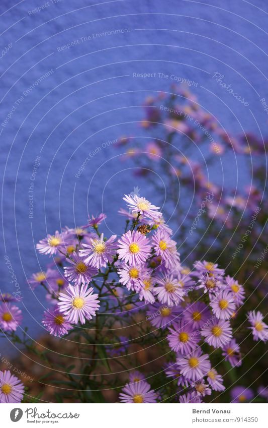 deuteranopia Nature Plant Flower Blossom Town Wall (barrier) Wall (building) Beautiful Multicoloured Yellow Green Violet Front garden Garden Jewellery