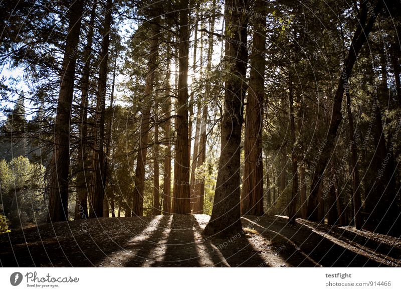 forest Environment Nature Landscape Sun Sunlight Beautiful weather Forest Virgin forest Illuminate Long Environmental protection Tree Yosemite National Park