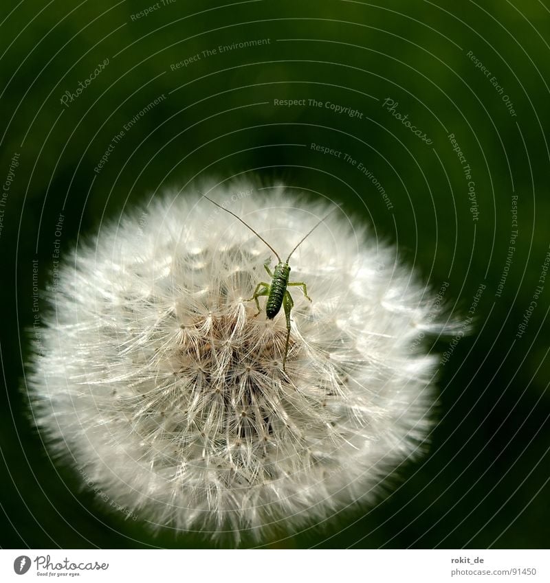 Come on, little one, hop already II Dandelion Jump Small Diminutive Green Hop Meadow Field Feeler Locust swab umbrella ticklish