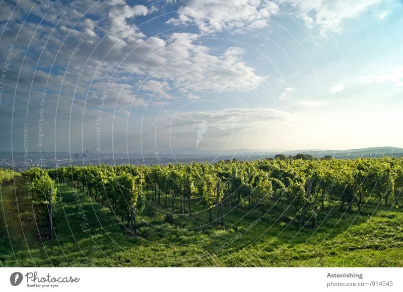 Vineyard before Vienna Environment Nature Landscape Plant Air Sky Clouds Sun Sunrise Sunset Sunlight Autumn Weather Beautiful weather Grass Bushes