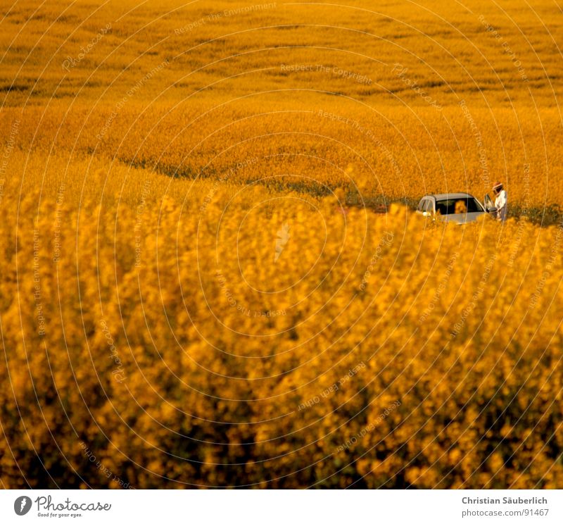 lost Man Field Canola Yellow Oilseed rape oil Blossom Loneliness Spring Car Method Desert Plant Pasture Far-off places Gloomy Lost