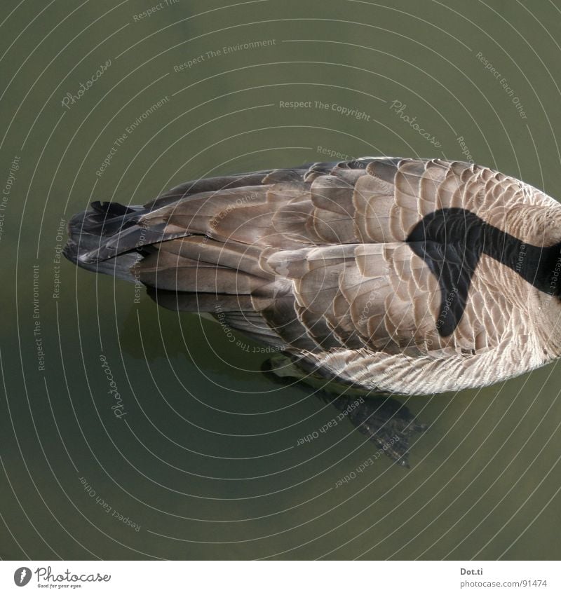 if they follow you, don't look back Hunting Water Pond Lake Animal Wild animal Bird 1 Observe Rotate Funny Curiosity Crazy Fear Perspective Whimsical Goose