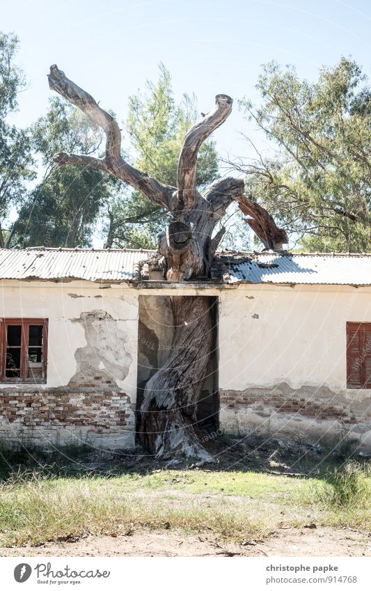 It's going through the ceiling! Environment Plant Summer Tree Deserted House (Residential Structure) Hut Ruin Building Growth Exceptional Historic Bizarre