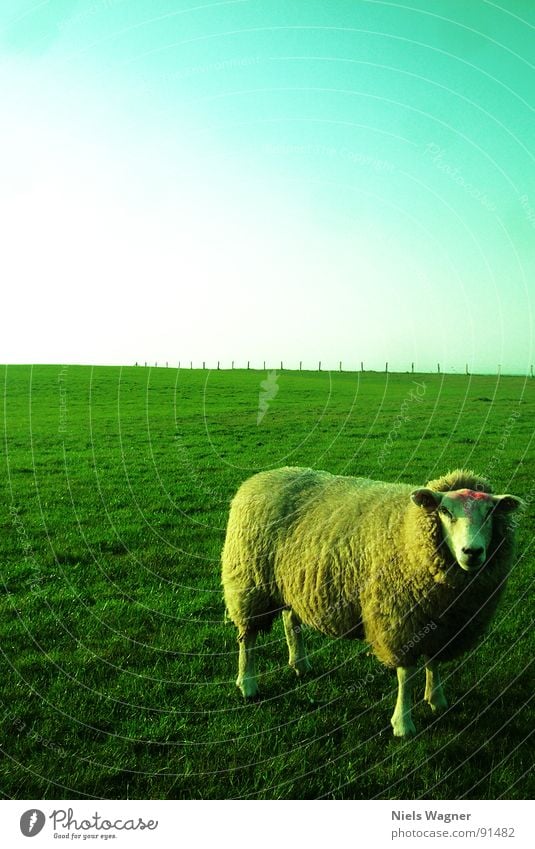 please smile Sheep Green Light Ocean Field Meadow Wool Animal Fence Clouds Wool sweater Sun Hill Dike Habitat Nature reserve Baltic Sea Feet Posture Shadow