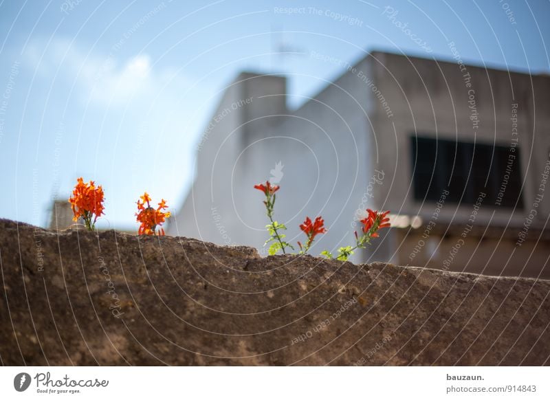 Wallflower. Living or residing House (Residential Structure) Environment Nature Sun Summer Beautiful weather Plant Flower Blossom Wild plant Garden Park Village